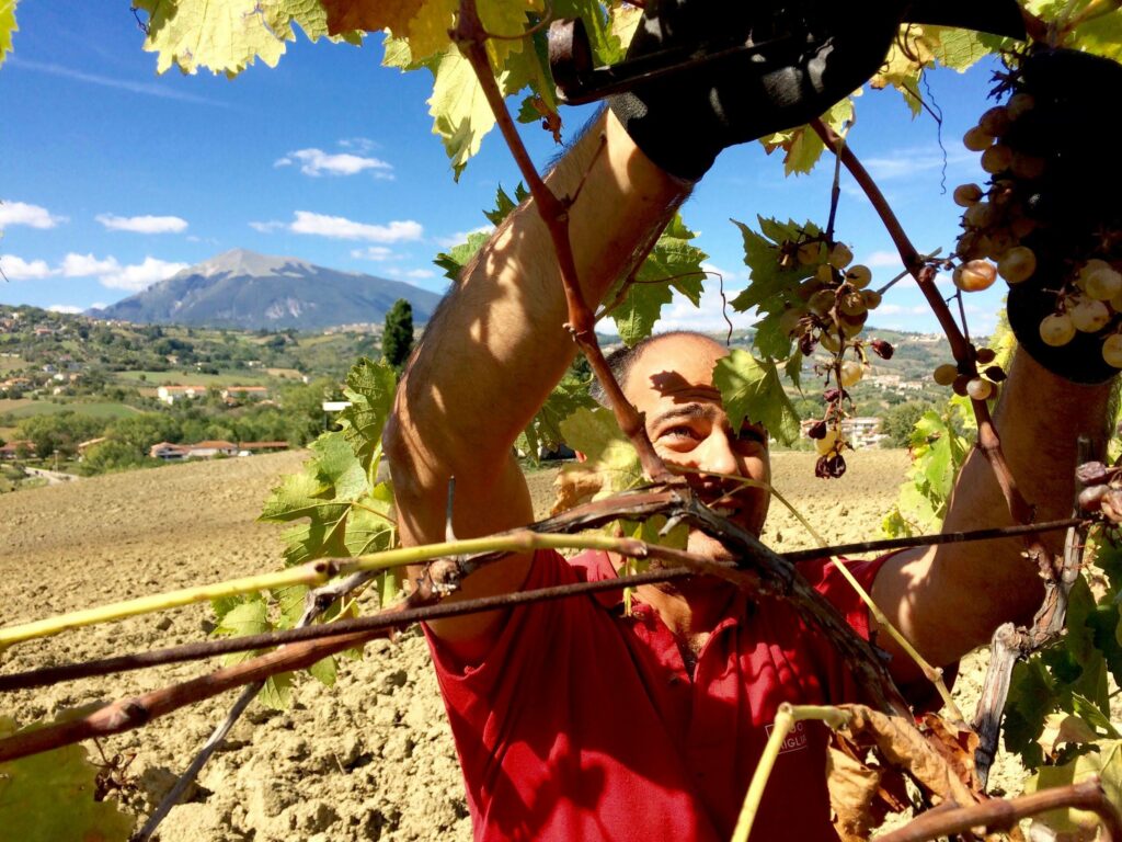 50+ years old Wine: Vino Cotto (Cooked Wine) in Abruzzo Experience BellaVita