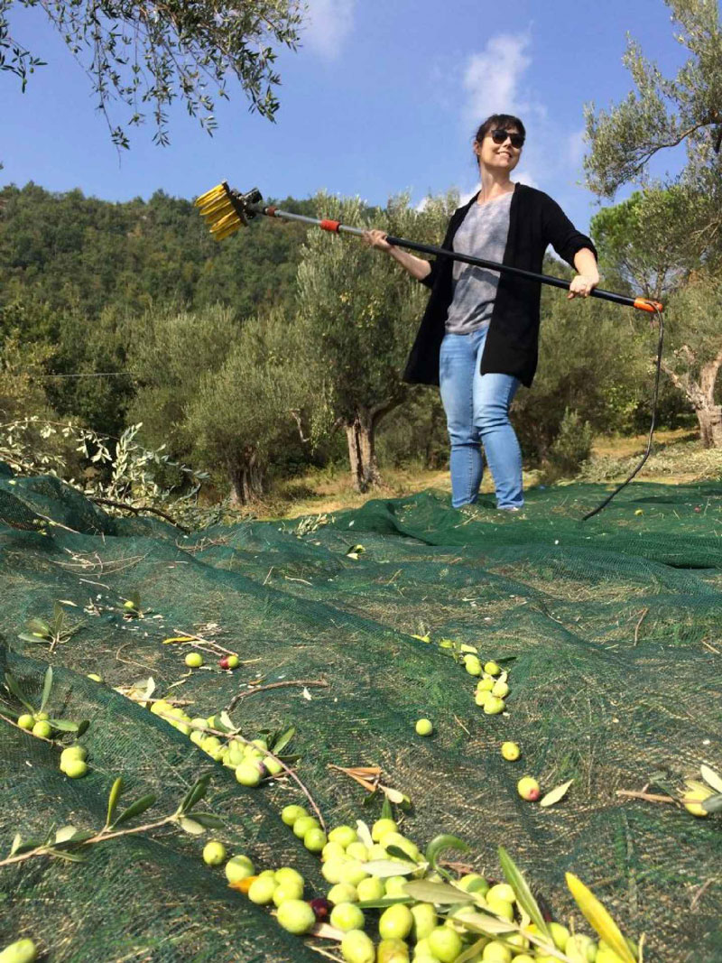 A Day Making Olive Oil in Abruzzo Experience BellaVita