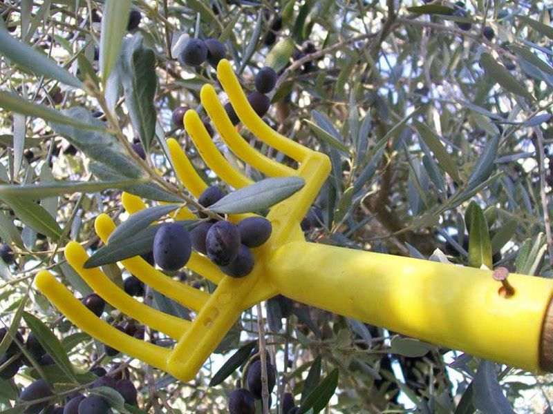 Olive Harvest Tour Italy - Olive Picking Travel Weekend Break in Abruzzo Experience BellaVita