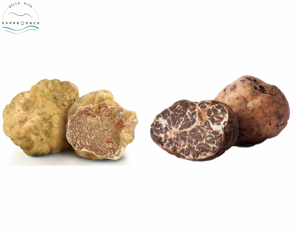 The Complete Truffle Guide in Italy Experience BellaVita