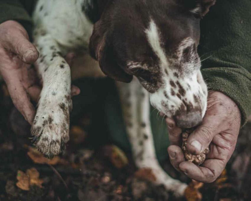 Truffle hunting dog italy