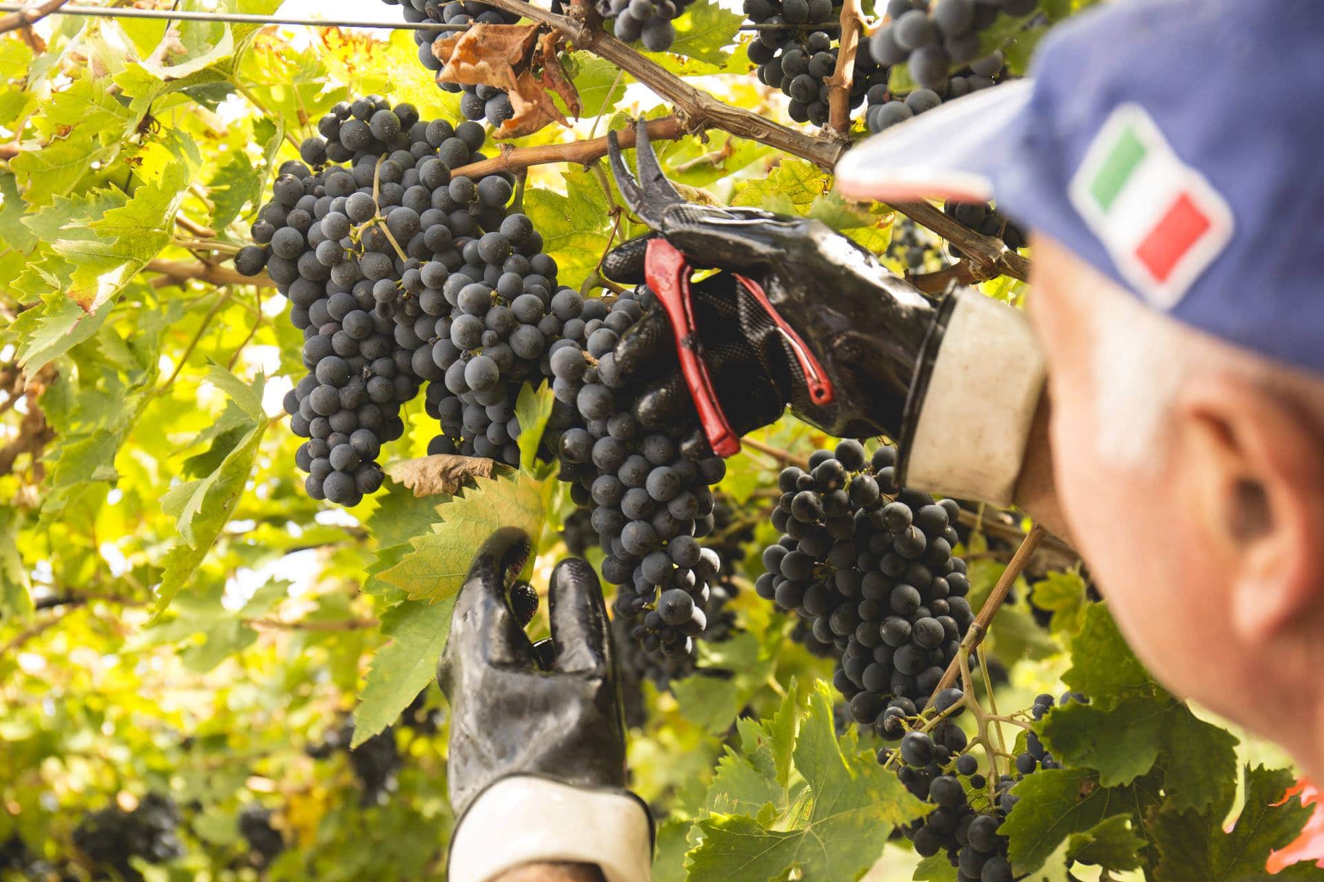 Join the Grape Harvest Experience in Abruzzo Italy: 4 days Group Fully Escorted Tour Experience BellaVita
