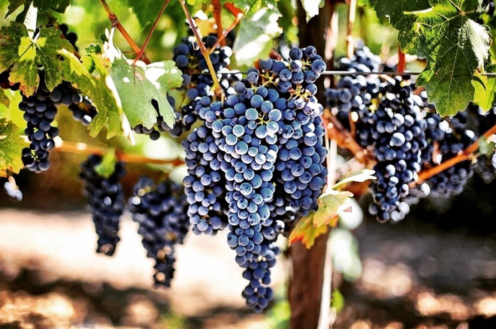 Tenuta Torretta Winery Controguerra – Abruzzo Authentic Wines