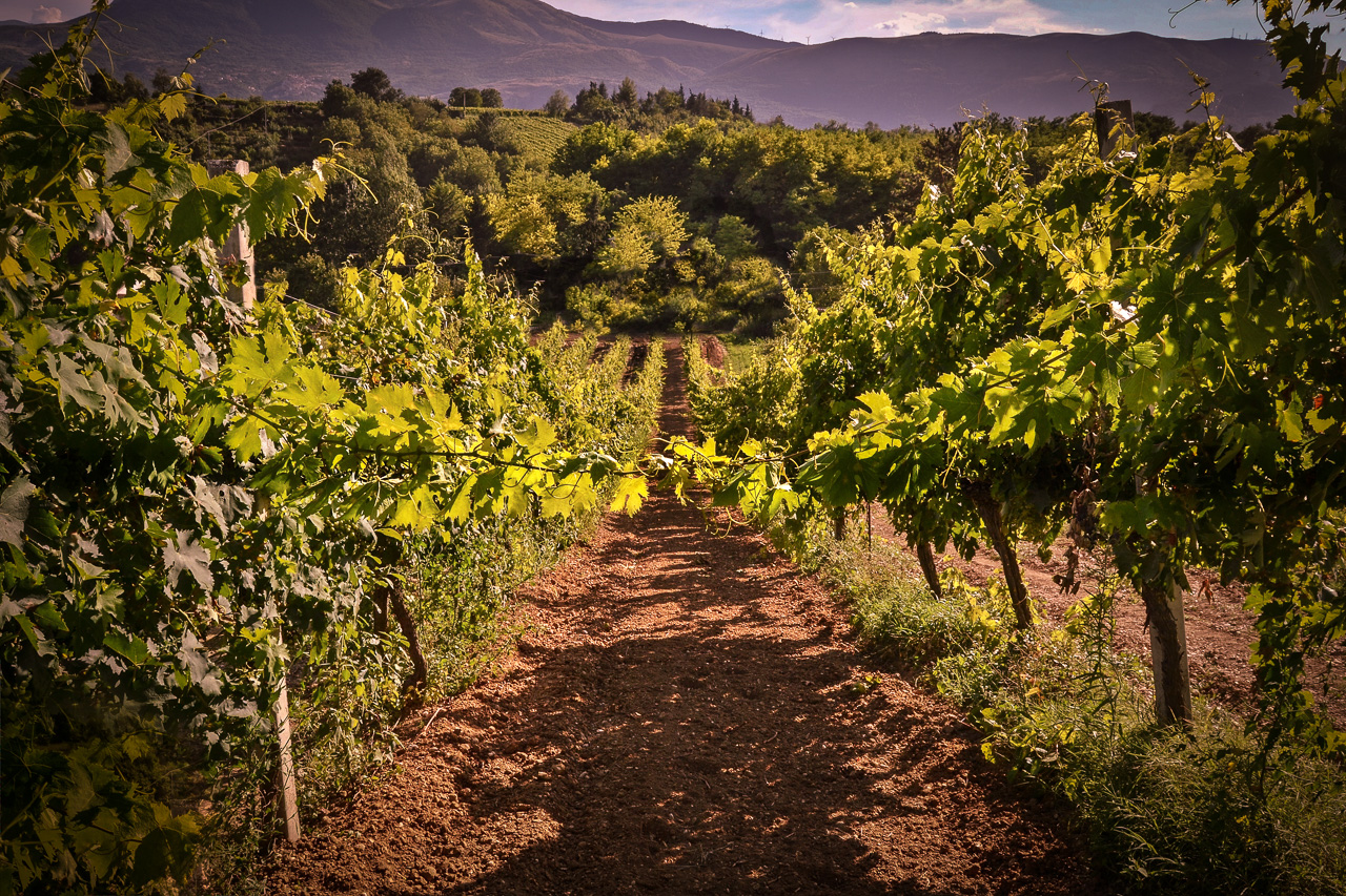 Margiotta Winery Peligna Valley – Abruzzo Wine Tour