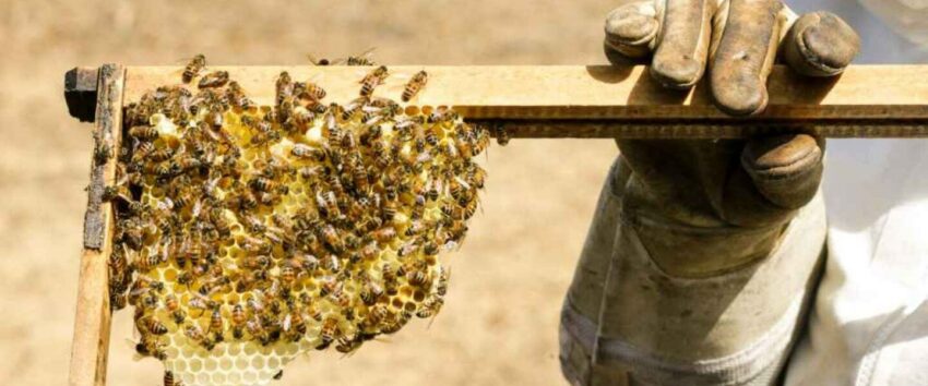 online beekeeping experience
